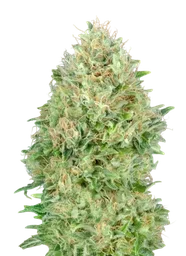 Pineapple Glue