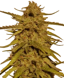 Pineapple Haze