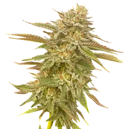 Pineapple OG