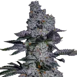 Pineapple Runtz Auto