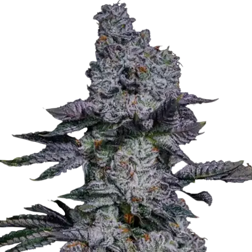 Pineapple Runtz Auto