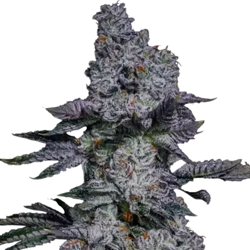 Pineapple Runtz Auto