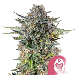 Pink Gorilla