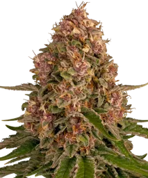 Pink Kush