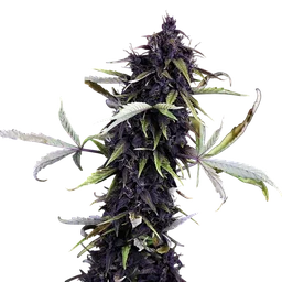 Pink Kush CBD 30:1 Auto