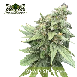 Pink LemonAid S1