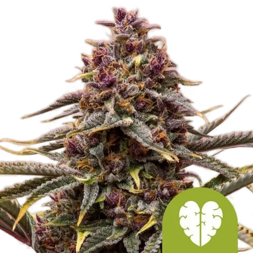 Pink Mist Auto