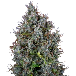Pink Panama Auto