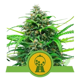 Pink Runtz Auto