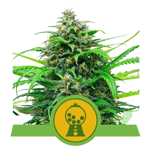 Pink Runtz Auto