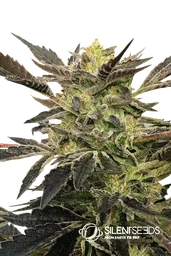Pink Sunset Auto