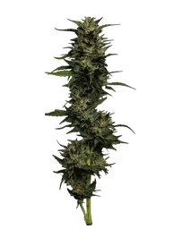 Pistachio