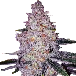 Planet of the Grapes RBX