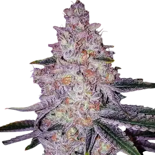Planet of the Grapes RBX