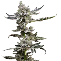 Platinum Affie 78