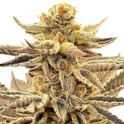 Platinum Dosi