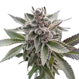 Platinum Garlic