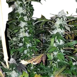 Platinum Gorilla