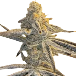 Platinum Jelly
