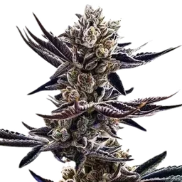 Platinum Kush Breath