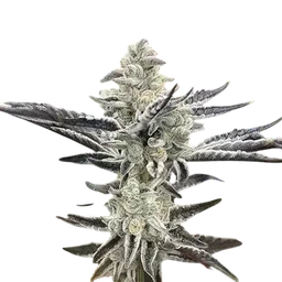 Platinum Kush Breath Remix