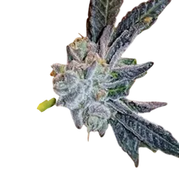 Platinum Purple Candy