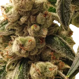 Pluto Cookies IBL Auto