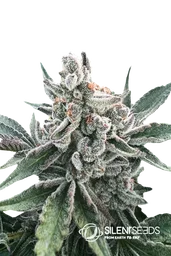 Polar Gelato Auto