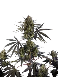 Pound Cake Auto