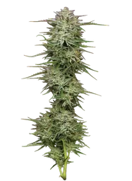 Pound Town Auto