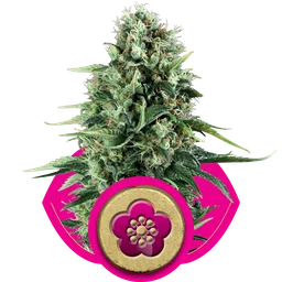 Power Flower