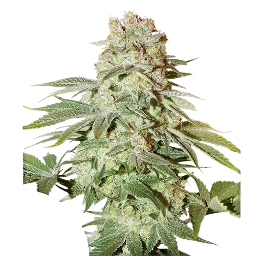 Power Plant Auto