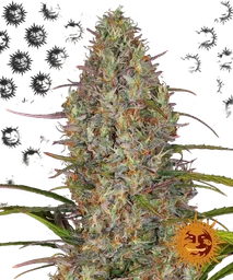 Glue Gelato Auto