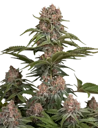 Pure Kush