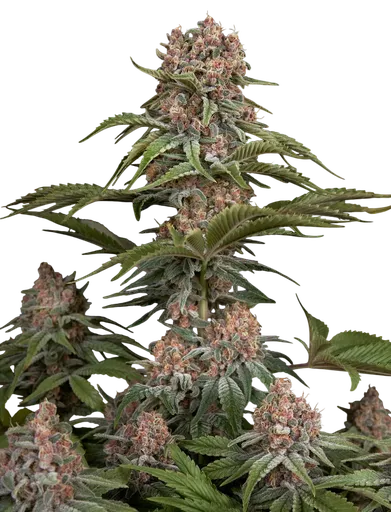 Pure Kush