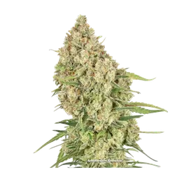 Amsterdam Amnesia
