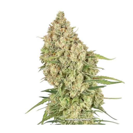 Amsterdam Amnesia