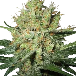 Pure Power Plant