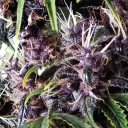 Purple Auto