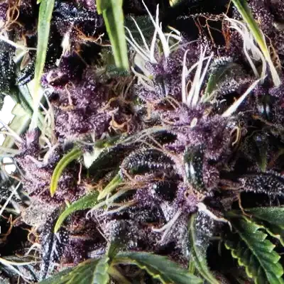 Purple Auto