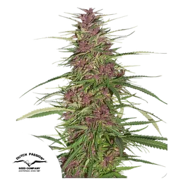 Purple #1