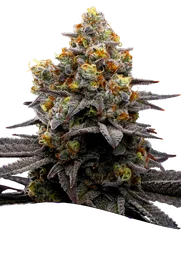 Purple Boost Highness