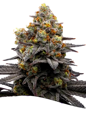 Purple Boost Highness