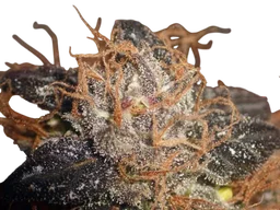 Purple Bud