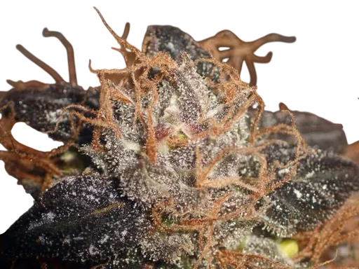Purple Bud