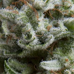 Anesthesia Auto