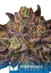 Purple Cherry