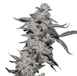 Purple Cherry Popper