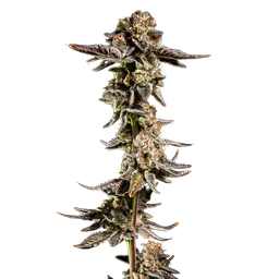 Purple Cherry Ripple