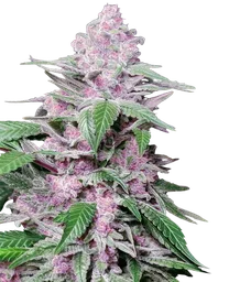 Purple Cookie Kush